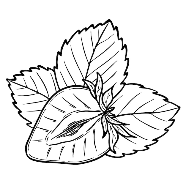 Vettore vector strawberry line art illustration composition with berry half and leaves botanical sketch