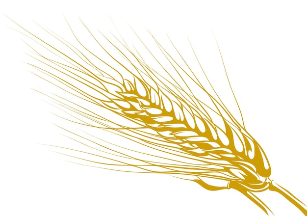 Vector tekening van tarwe, geïsoleerd op een witte achtergrond.