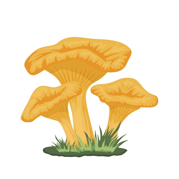 Vector vector three chanterelle mushrooms on meadow hand drawn cartoon yellow chanterelle mushroom set isolated design template clipart cantharellus cibarius mushroom family