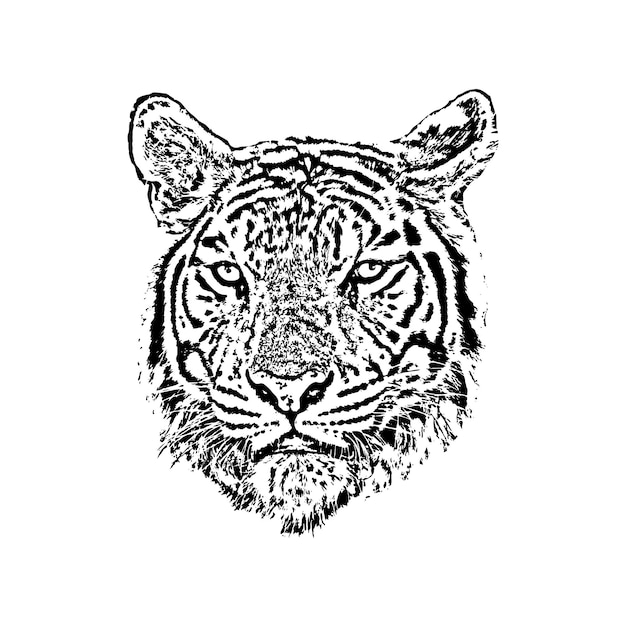 Vector of a tiger face on white background. Wild Animals.