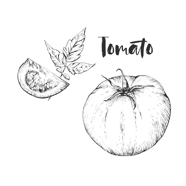 Vector vector tomato handdrawn seamless pattern in the style of engraving