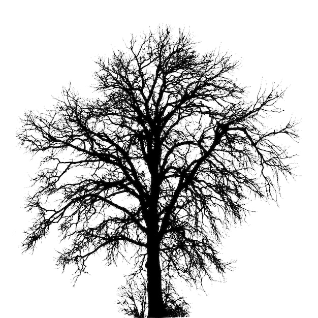 Sagome di albero di vettore illustrazione in bianco e nero