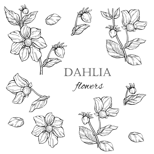 Vector trendy set luxe dahlia bloemen en trendy botanische elementen zwart-wit