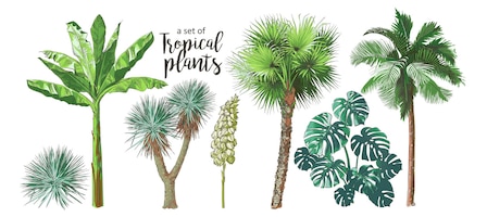 Vector tropical bananas palm trees monstera yucca leaf fruits foliage collection realistic vintage illustration