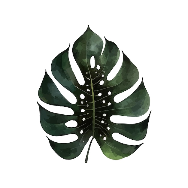 Vettore vettore foglia tropicale monstera acquerello illustrazione pianta esotica
