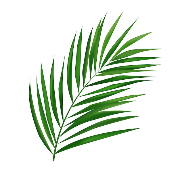 Vector vector tropical palm leaf isolated on white realistic green summer plant tree tropic branch vector