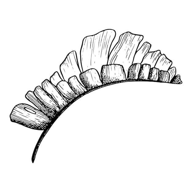 Vector tropical palm leaf side view Hand drawn graphic ink sketch illustration in black and white