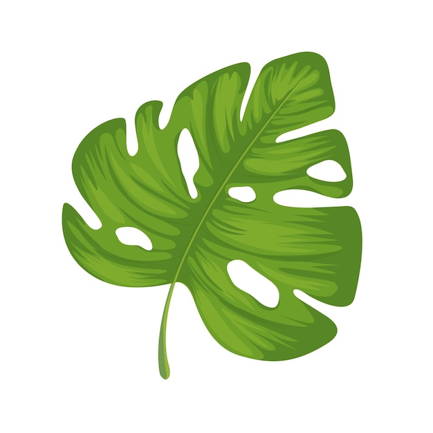 Vector tropical split leaf philodendron illustration