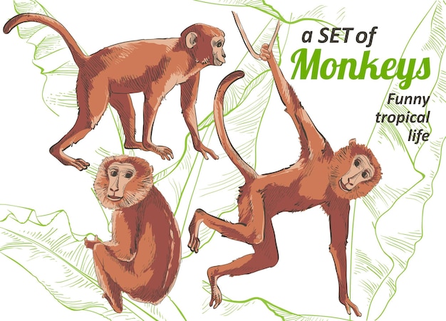 Vector tropical vintage monkey collezione di diverse scimmie banane palme foglie frutti fogliame set design vintage per banner tessili carta da parati acquerello illust