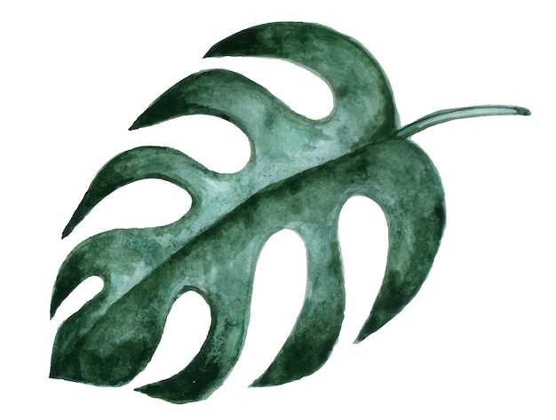 Vector tropische blad monstera Aquarel illustratie exotische planten bladeren