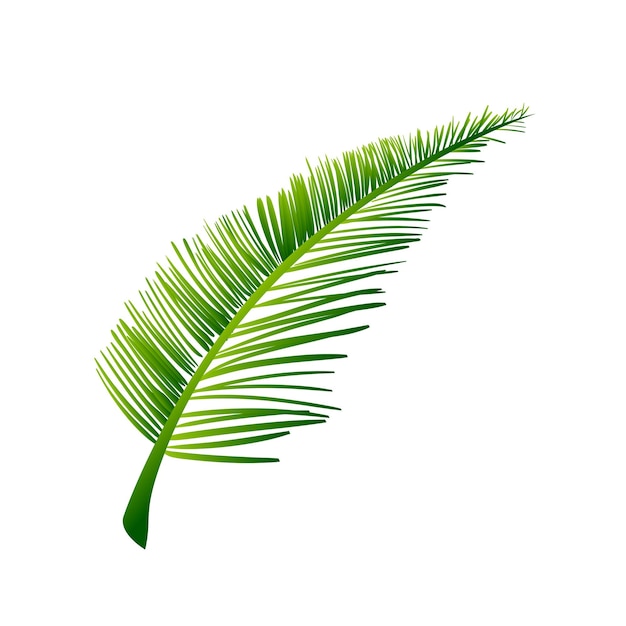 vector tropische groene palmblaadjes geïsoleerd op wit
