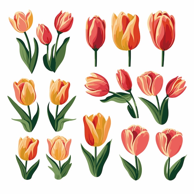 Vector vector tulip collection set