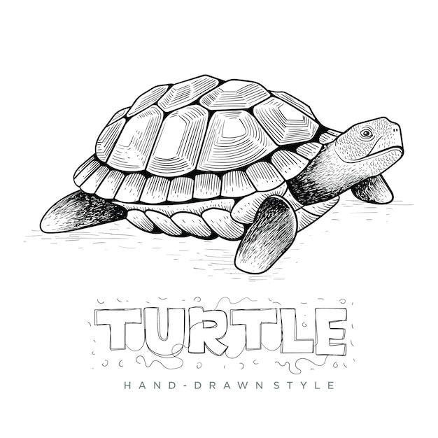 vector turtle, hand drawn animal illustration