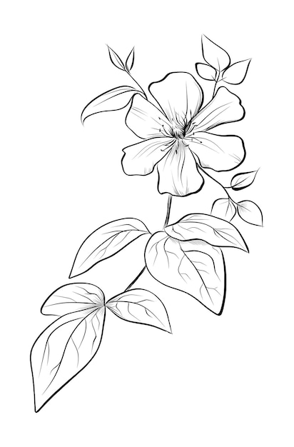 Vector van de botanische schets van de bloem van de clematis