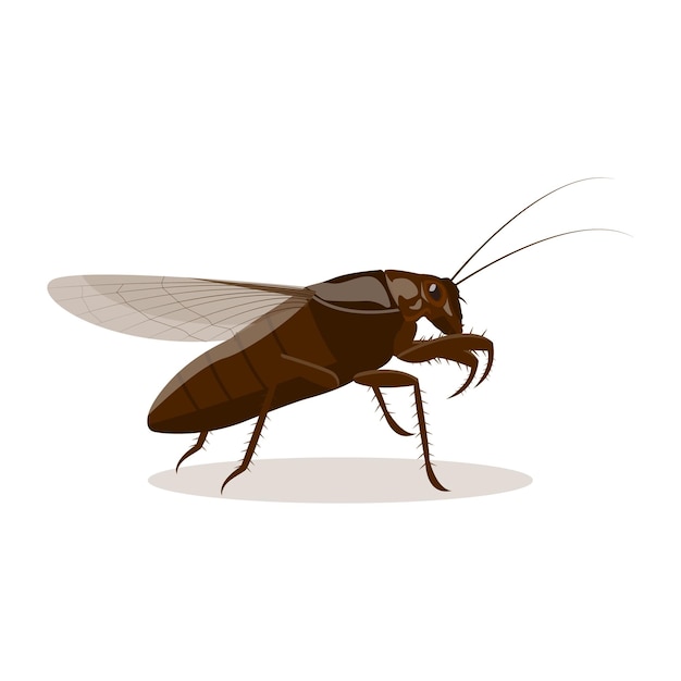vector van een kakkerlak op een witte achtergrond