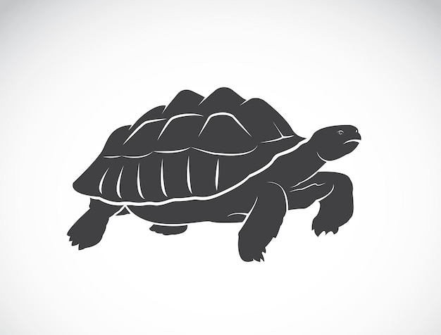 Vector vector van een schildpad op witte achtergrond reptiel wilde dieren geochelone sulcata