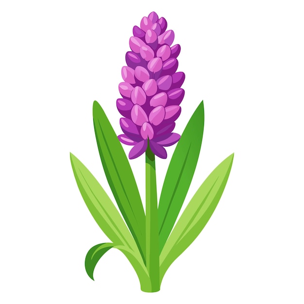 Vector van illustratie hyacinth op wit