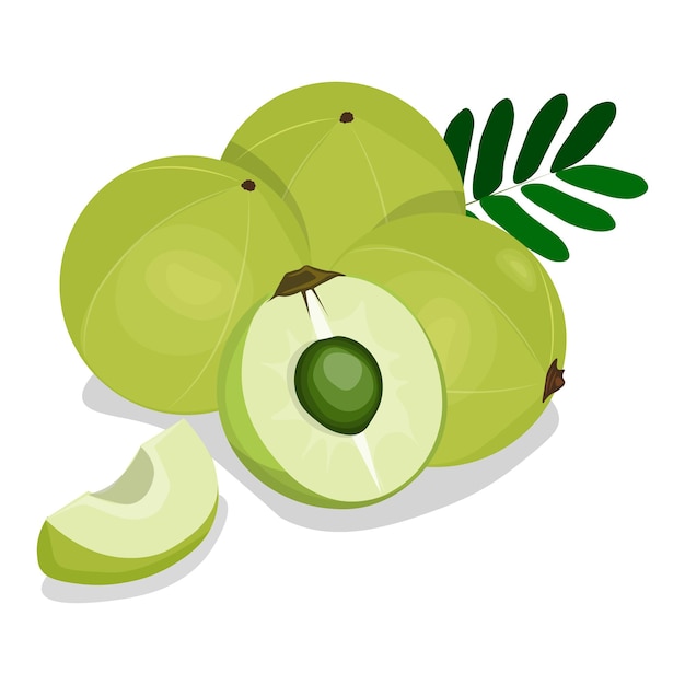 Vector van Indische kruisbes Amla met bladzaad en halve vectorillustratie