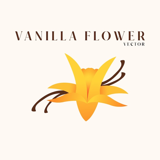 Vector vector vanilla flower