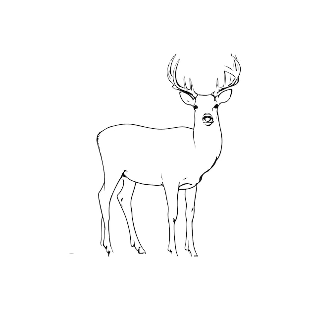 Vector vector a vector of a beautiful deer in black and white coloring