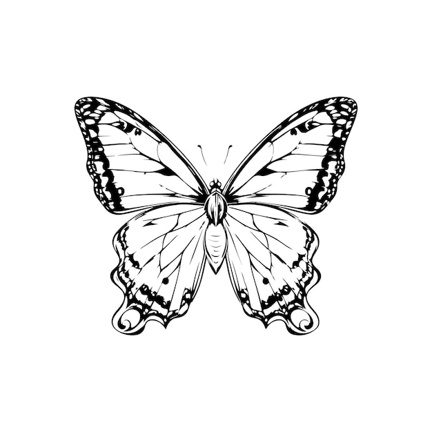 Vector vector a vector of cartoon butterfly in black and white coloring