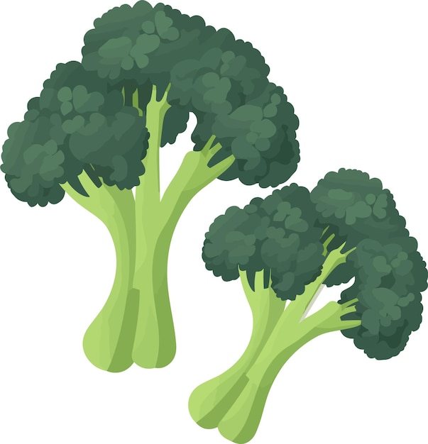 Vector vector cartoon verse broccoli groente