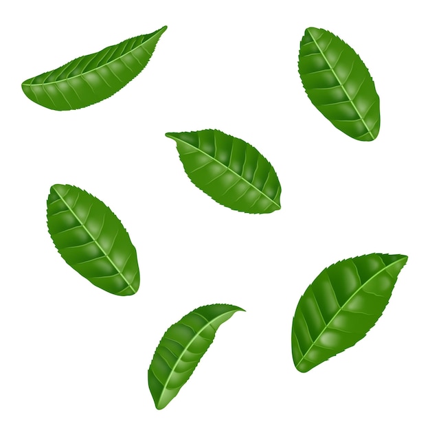 Vector verschillende vormen en vormen van groene bladeren set