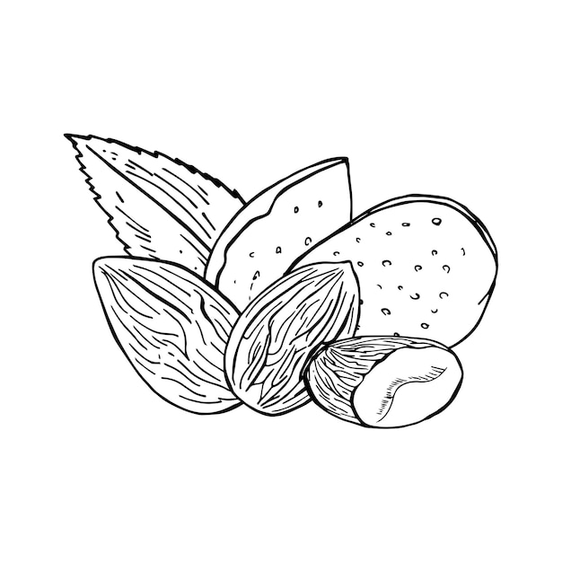 Vector vintage illustration of almond seeds in engraving style Hand drawn sketch of full and half shelled nuts