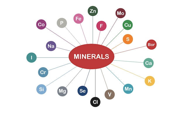 vector of the vitamin minerals