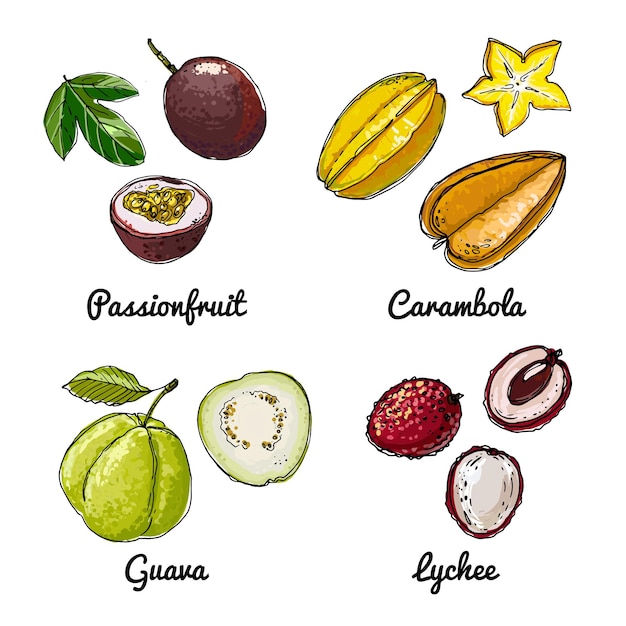 Vector voedsel iconen van fruit gekleurde schets van voedingsmiddelen passievrucht carambola guave lychee