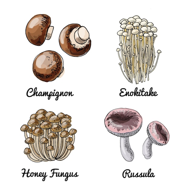 Vector vector voedsel iconen van paddestoelen gekleurde schets van voedingsmiddelen champignon enokitake honing schimmel