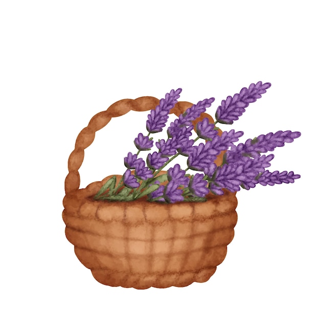 Vector vector watercolor basket with bouquet of lavender herb flowers isolated on white