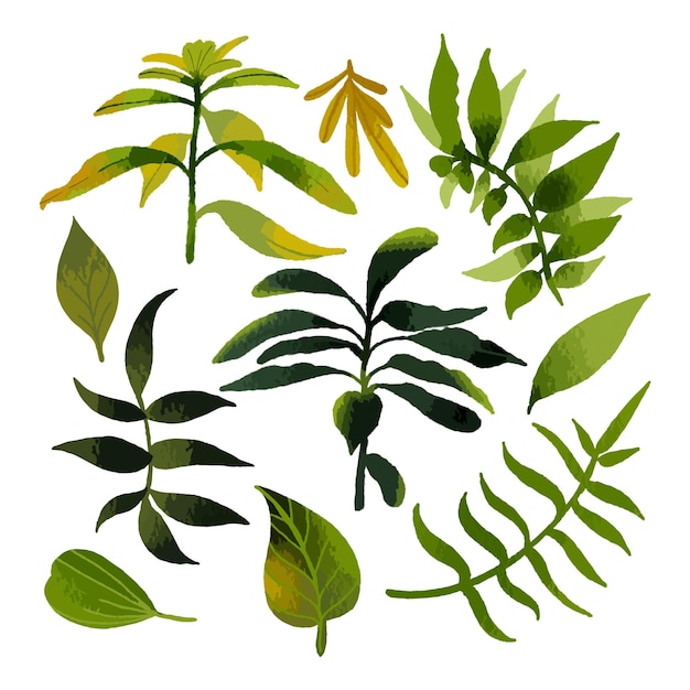 Векторная коллекция акварелей с различными типами листьев