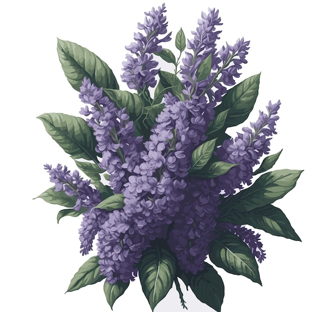 Vector Watercolor common lilac clipart floral blossom editable