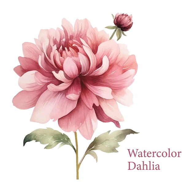 Vector vector watercolor dahlia flower clipart