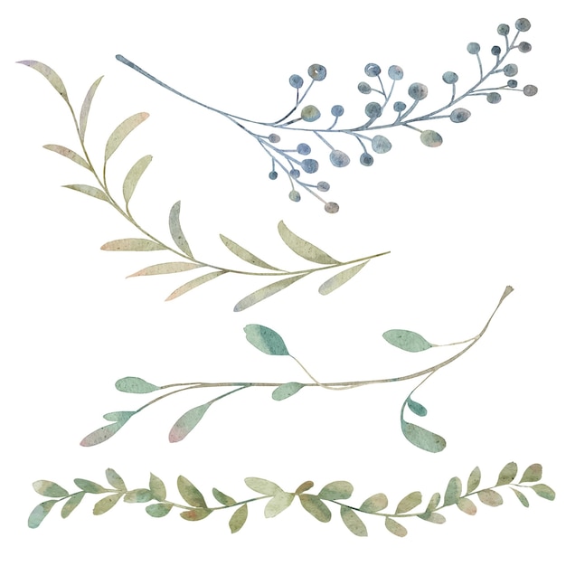 Vector vector watercolor  flower and leaves collection