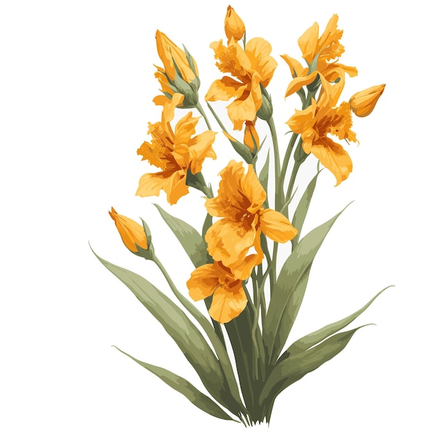 Vector vector watercolor gladiolus huttoni yellow orange clipart florist editable