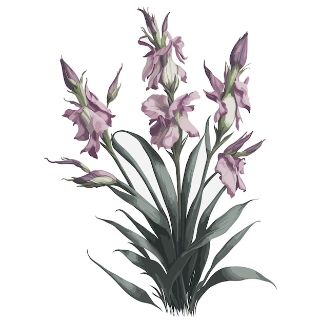 Vettore acquerello vettoriale gladiolus papilio clipart fiorista modificabile