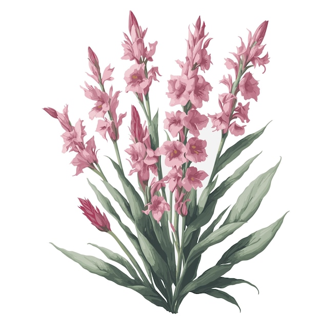 Вектор Векторная акварель gladiolus segetum розовый клипарт цветочник редактируемый