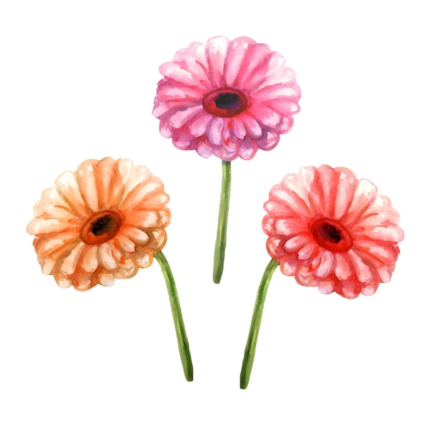 Vector vector watercolor illustration of bouquet of gerberas