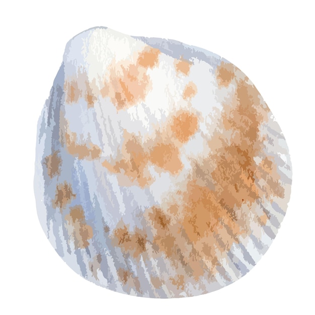 Vector vector watercolor illustration of colorful seashell