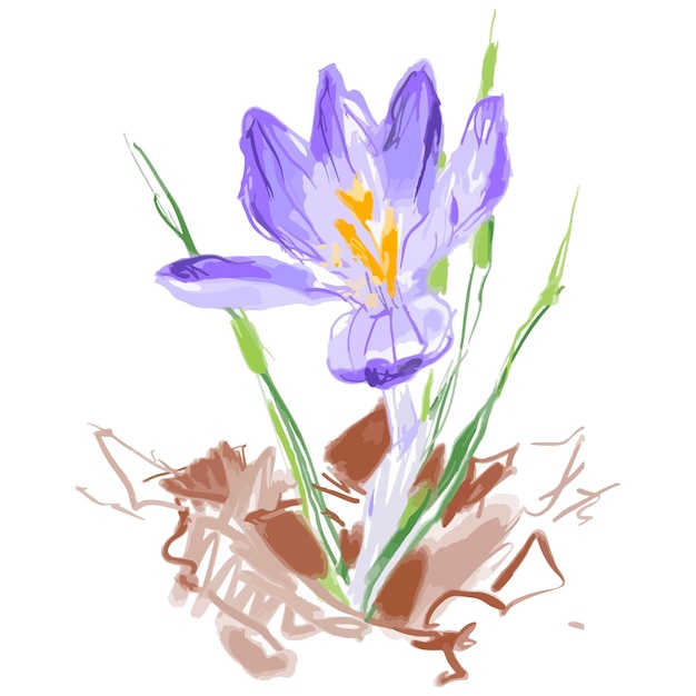 Vector vector watercolor illustration of crocus flower sketch