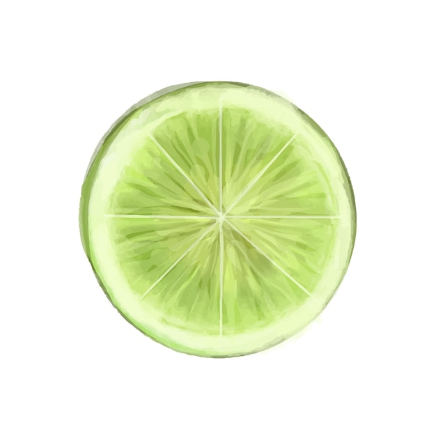 Vector vector watercolor illustration of of fresh lime