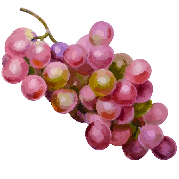Векторная акварельная иллюстрация виноградных плодов