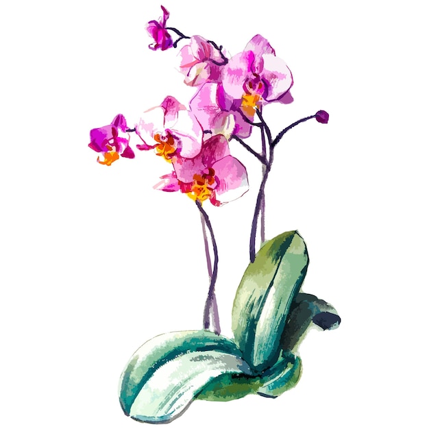 Vector vector watercolor illustration of orchid flower