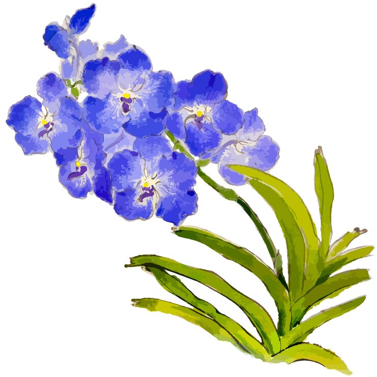 Vector vector watercolor illustration of orchid flower