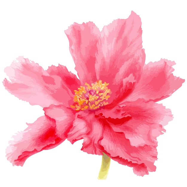 Vector vector watercolor illustration of pink peony flower