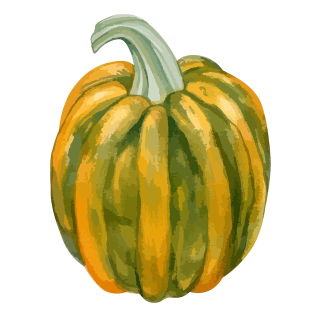 Vector vector watercolor illustration of pumpkin