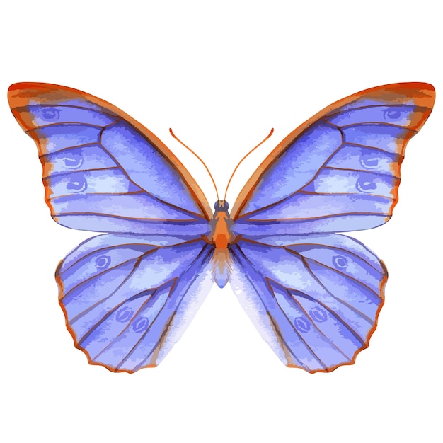 Vector vector watercolor illustration of realistic butterfly