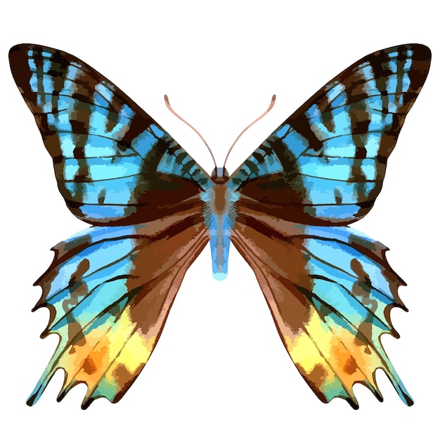 Vector vector watercolor illustration of realistic butterfly